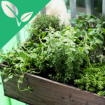 A planter box with herbs and other greens